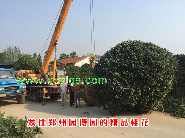 發(fā)往鄭州園傅園精品桂花