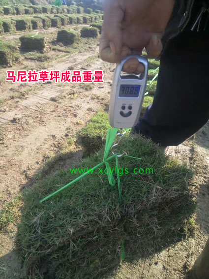 馬尼拉草坪成品重量